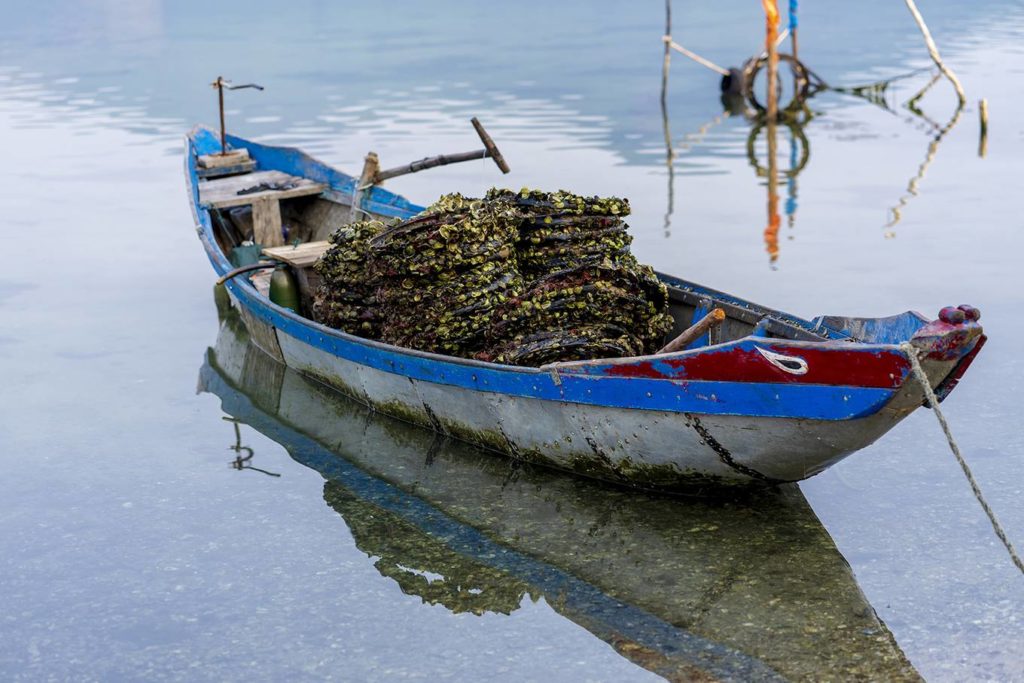 Collecting oyster in Lap An lagoon