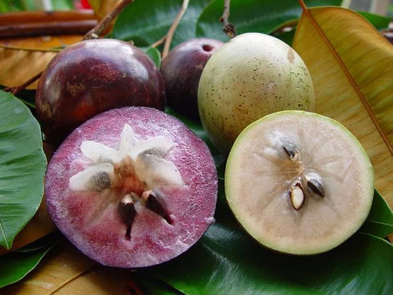 Fresh Star Apple in Mekong delta