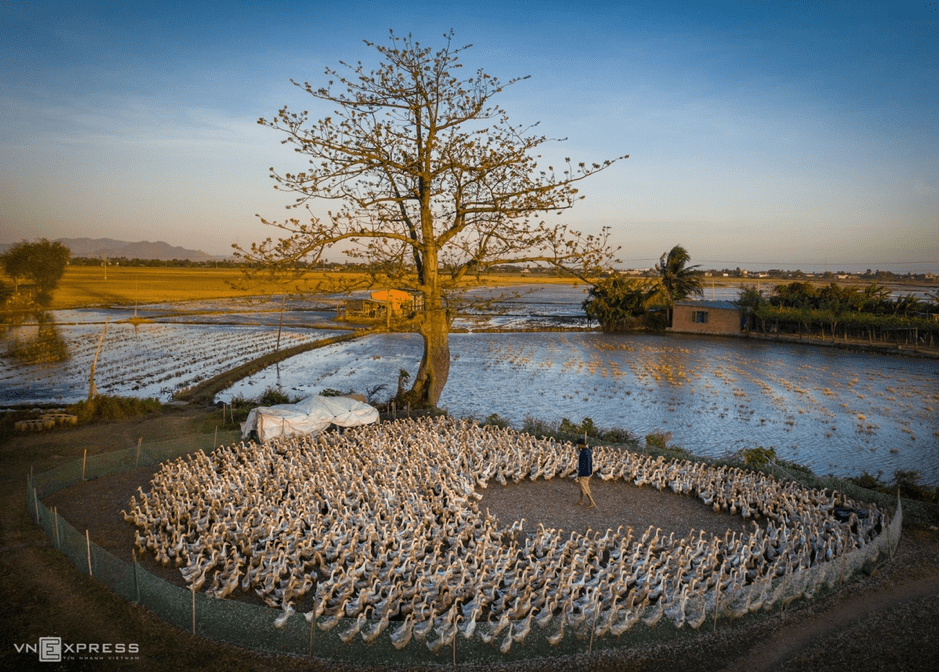 Vietnamese rural villages