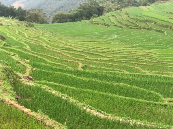 Rice terraces in Pu Luong