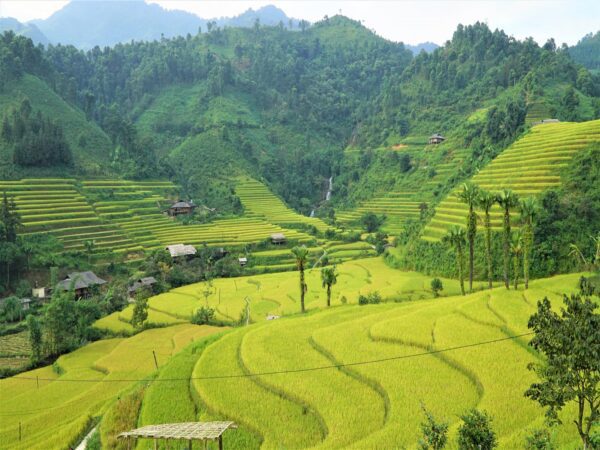 Bac Ha rice terrace