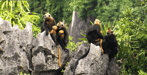 Cat Ba national park