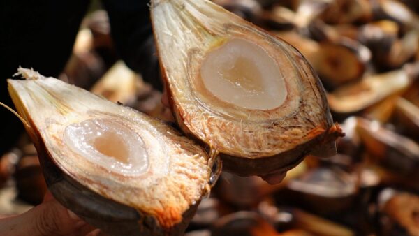 Water Coconut