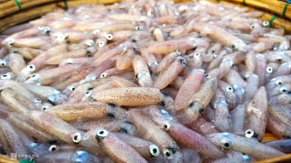 Fresh squid in market