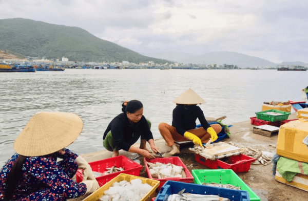 Luong Son fish habour