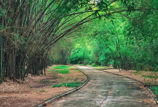 the biggest bamboo museum in Southeast Asia