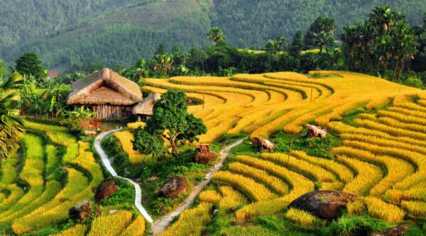 Pu Luong rice terrace