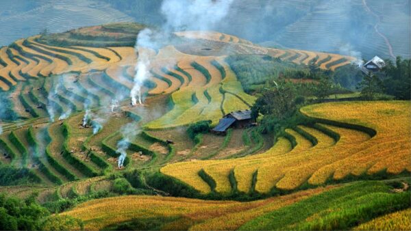 Rice terrace in Northwest