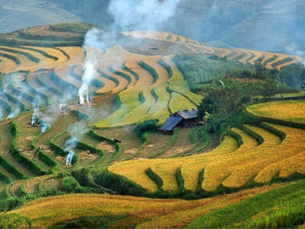 Rice terrace in Northwest