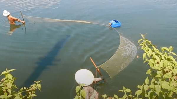 Harvesting Shrimps From The Farm – Thinai Lagoon – Quynhon