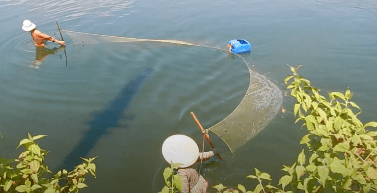 Read more about the article Harvesting Shrimps From The Farm – Thinai Lagoon – Quynhon