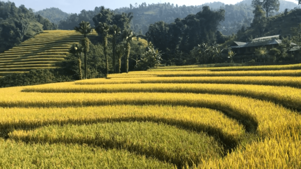 Beautiful rice terrace in North Vietnam by Xinchao Private Vietnam Tours