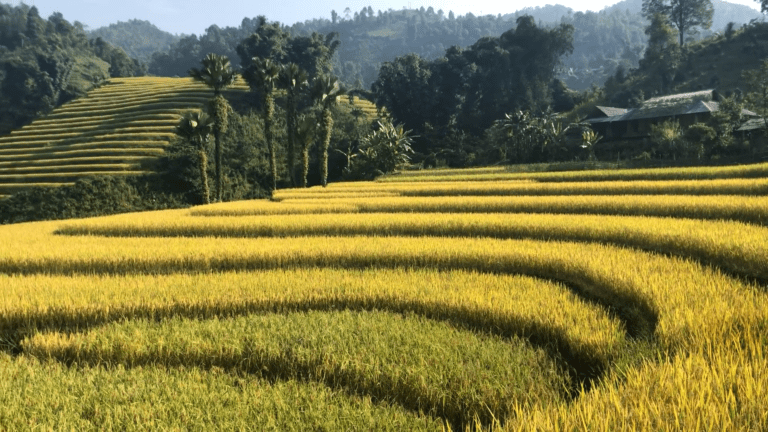 Read more about the article Beautiful rice terrace in North Vietnam by Xinchao Private Vietnam Tours