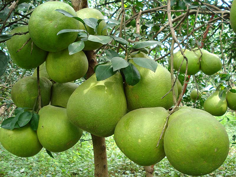 10 Fruits You Should Try While In Vietnam